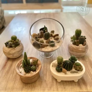 Indoor Cactus Plants