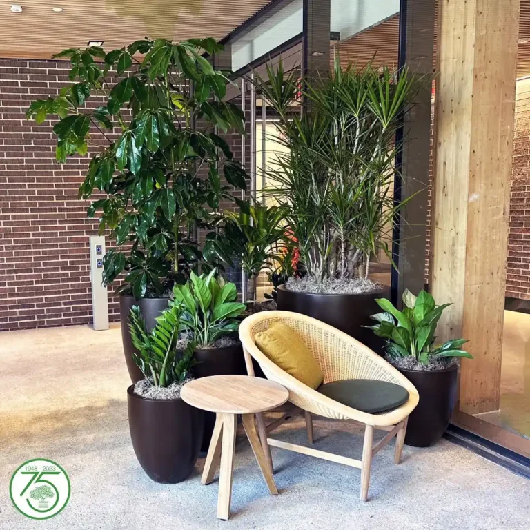 Stunning Indoor Plant