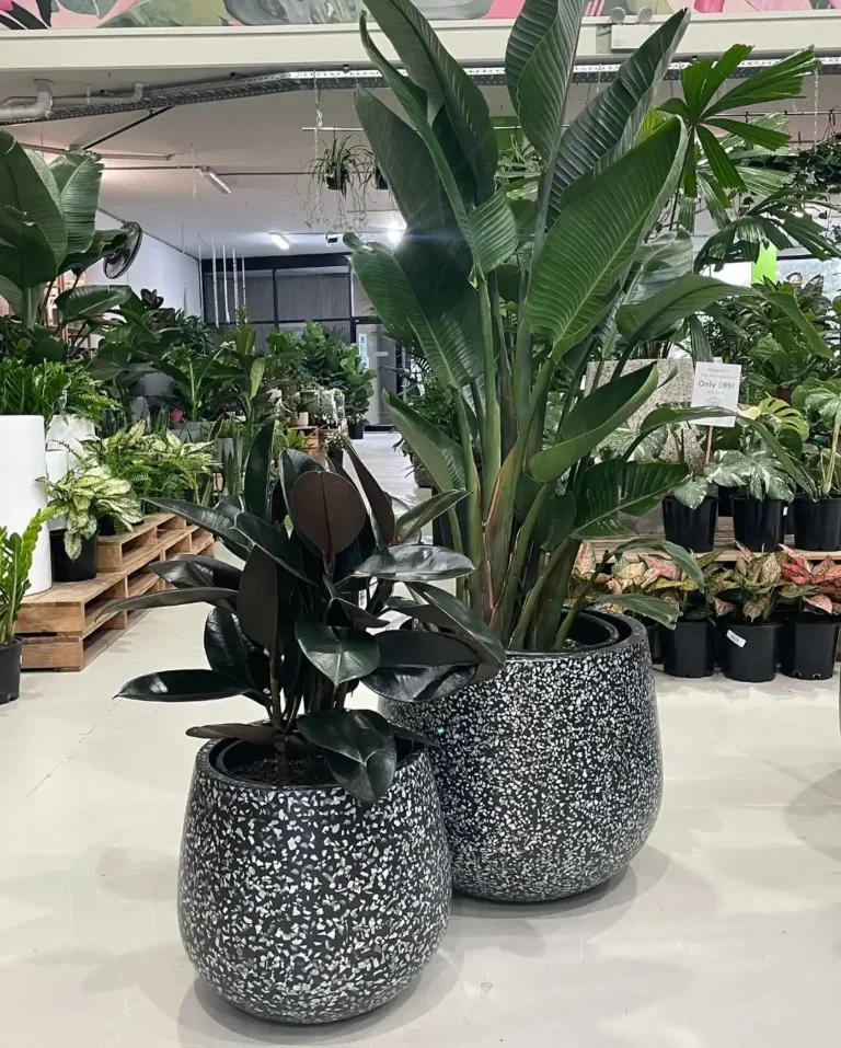 Potted Plants Indoor