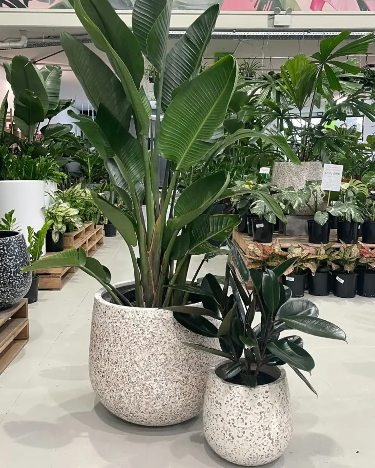 Large Indoor Plants