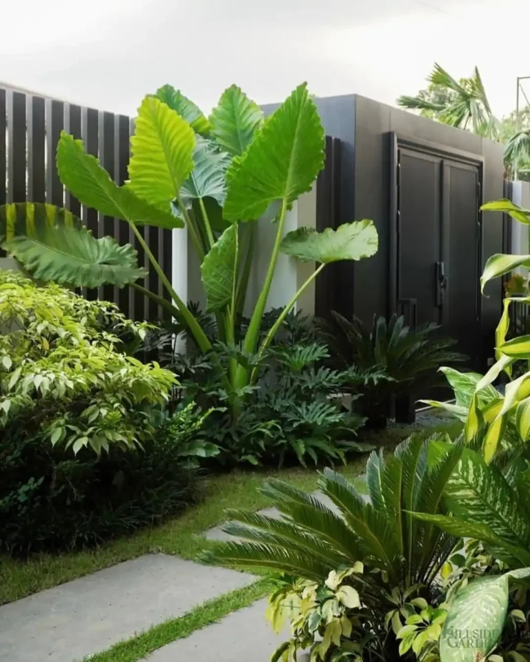 Elephant Ears Plants Indoor