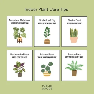 Indoor Plant Care