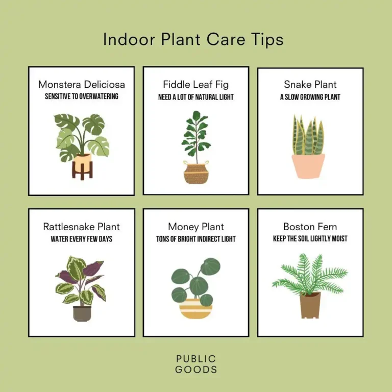 Indoor Plant Care
