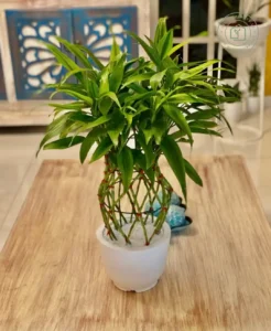 Indoor Bamboo Plant