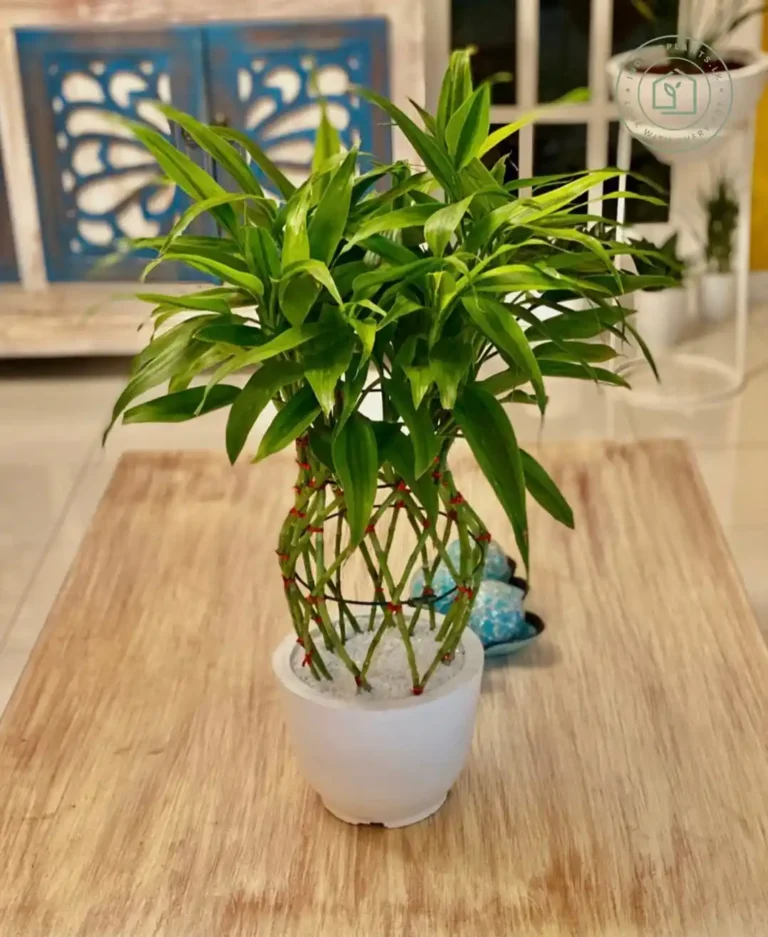 Indoor Bamboo Plant