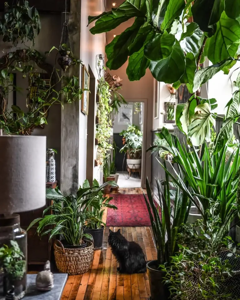 Indoor Plants Styling