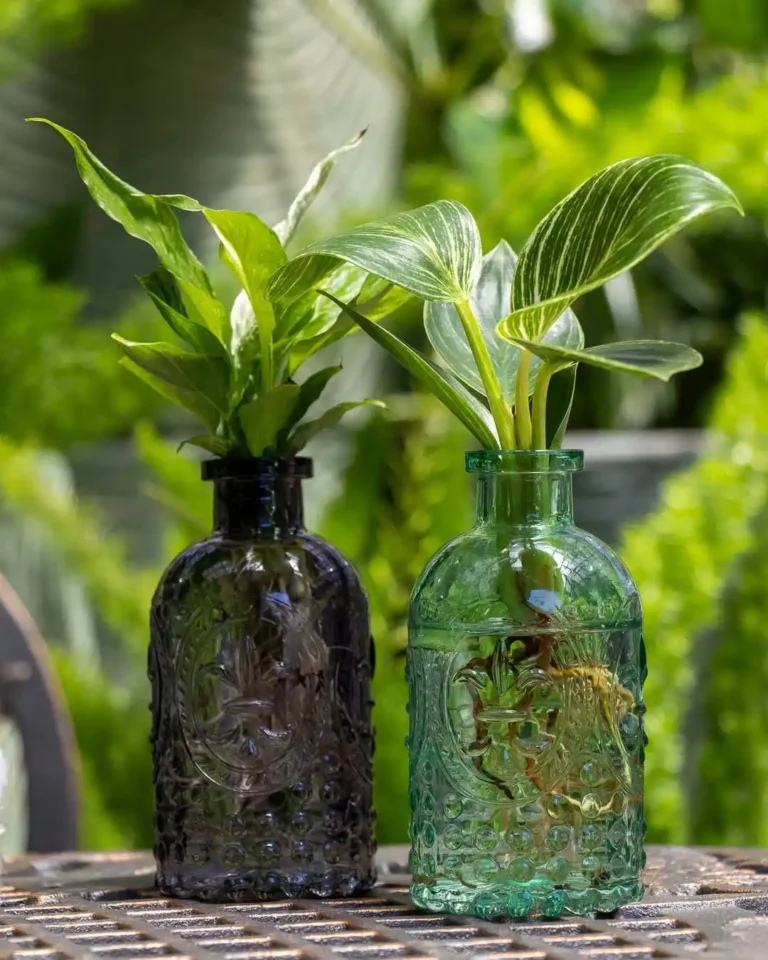 Hydroponic Plants Indoor