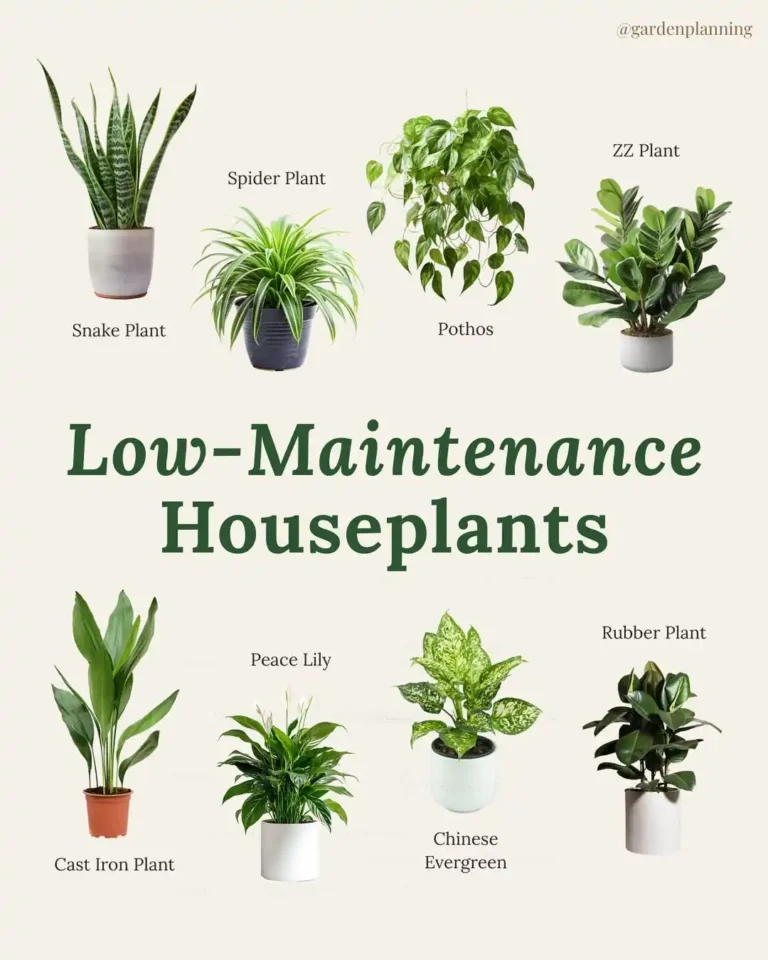 Low-Maintenance Plants