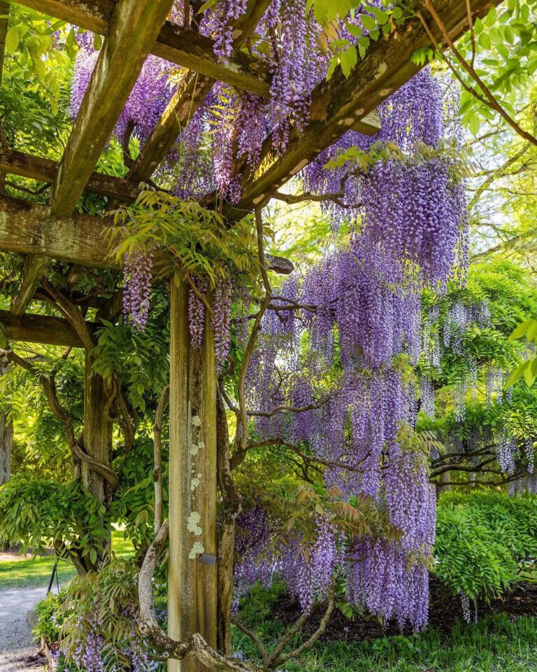 Wisteria Pergola Ideas