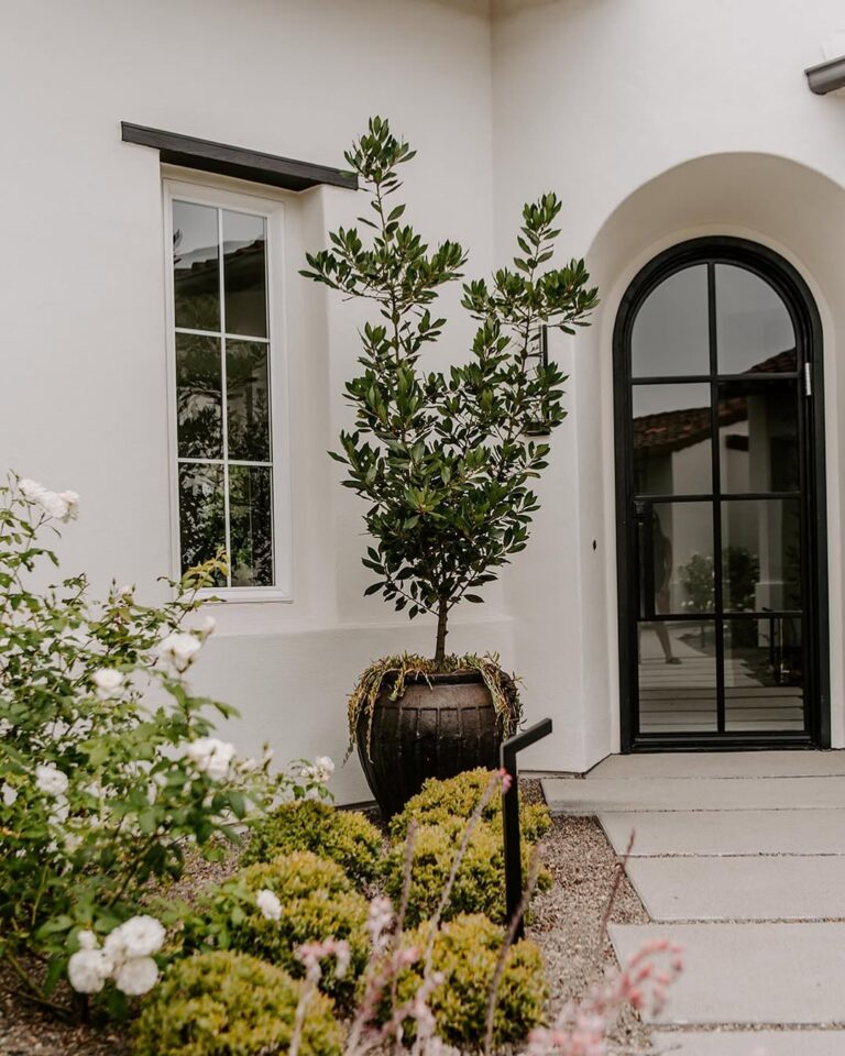 Olive Tree Front Yard