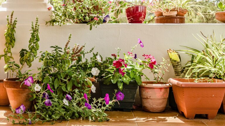 Porch Plants Ideas