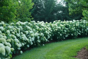 White Hydrangea Landscaping