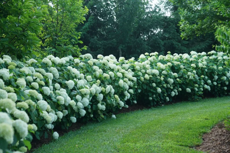 White Hydrangea Landscaping