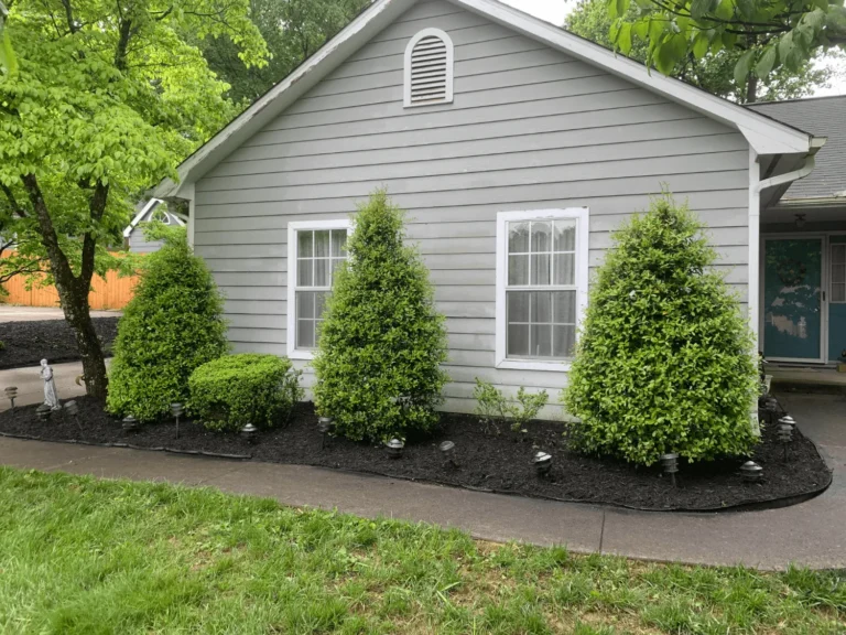 Front Yard Hedges: Beautiful Ideas That Add Privacy, Structure & Charm