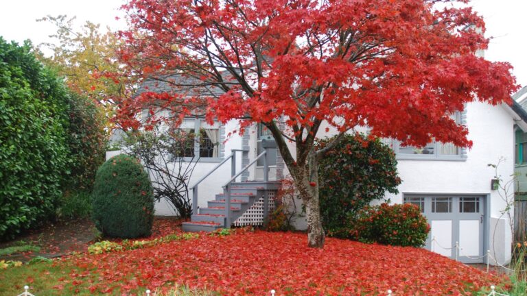 Trees for Front Yard