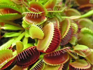 Carnivorous Plants